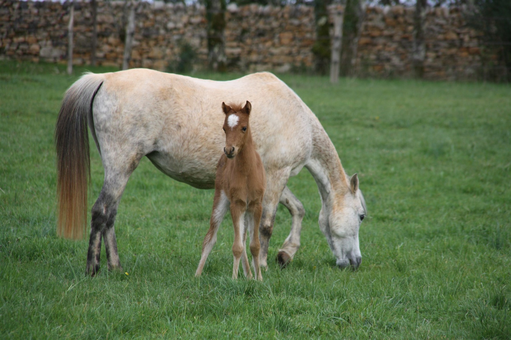 les-chevaux-m-1_photo 2